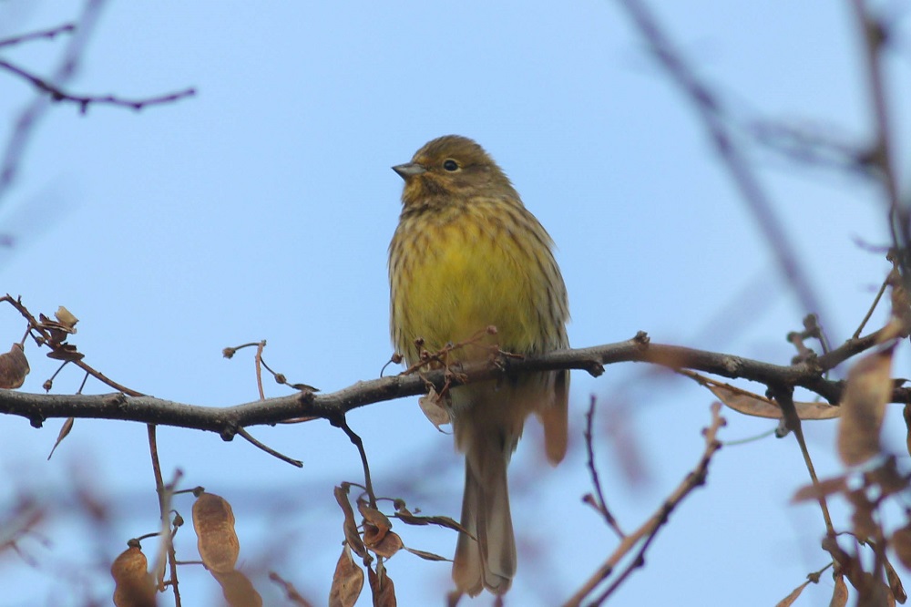 Yellowhammer