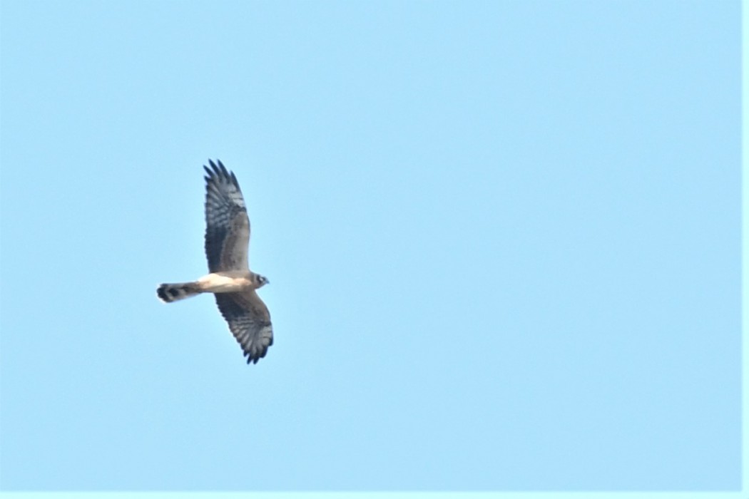 Pallid Harrier