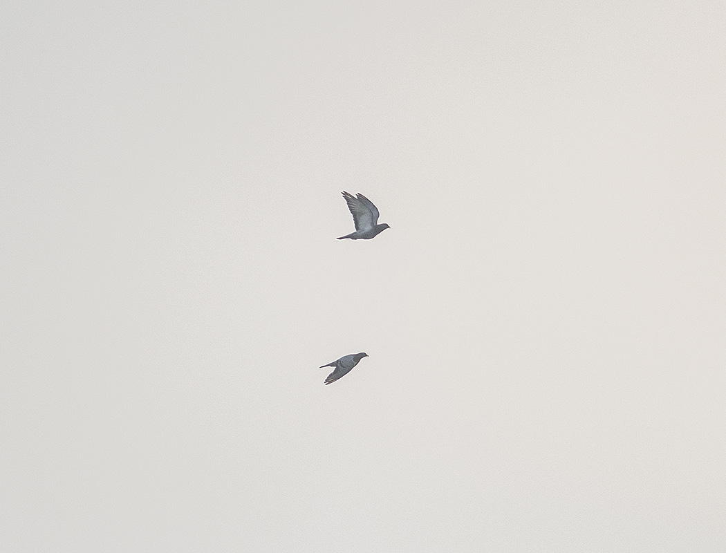Rock Dove
