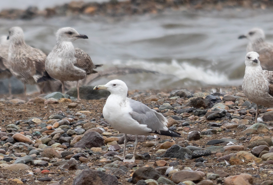 Caspian Gull