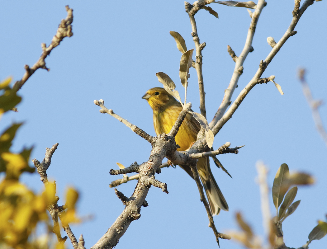 Yellowhammer