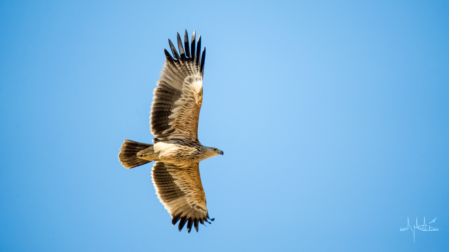Eastern Imperial Eagle