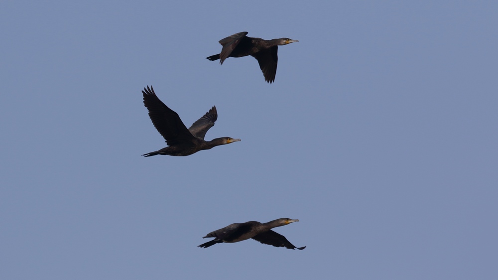 Great Cormorant
