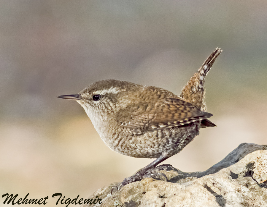 Eurasian Wren