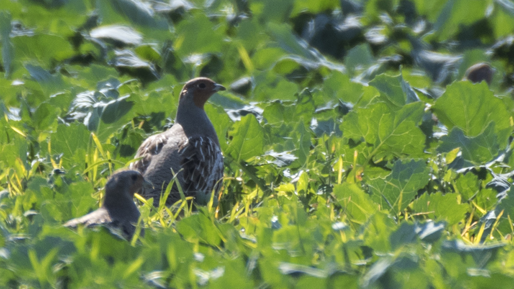 Grey Partridge