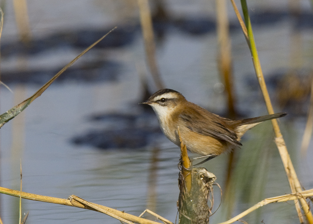 Moustached Warbler