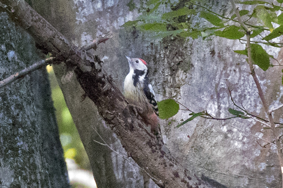Middle Spotted Woodpecker
