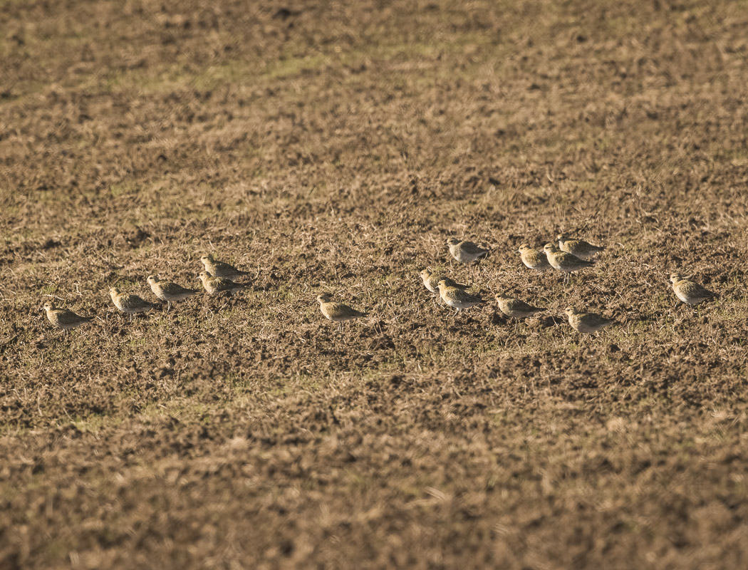 European Golden Plover