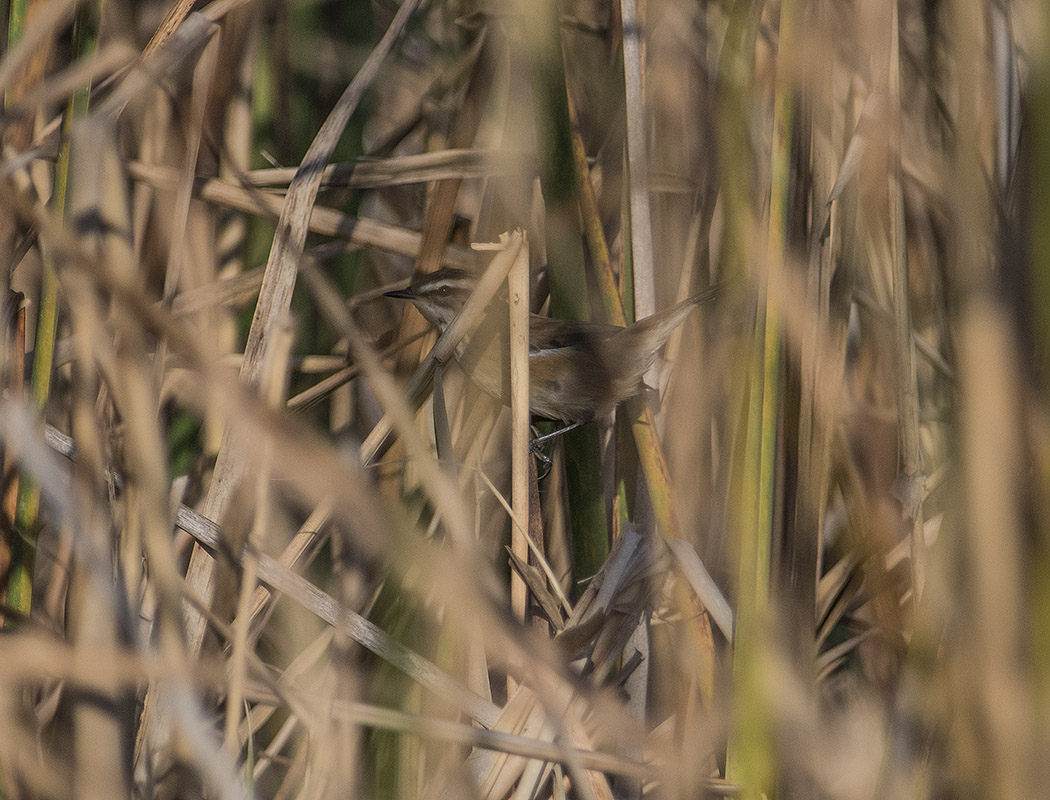 Moustached Warbler