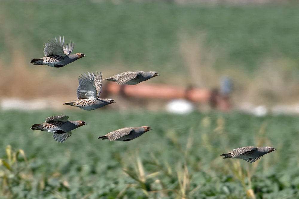 Grey Partridge