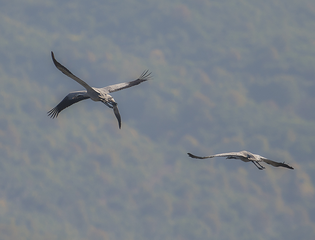 Common Crane