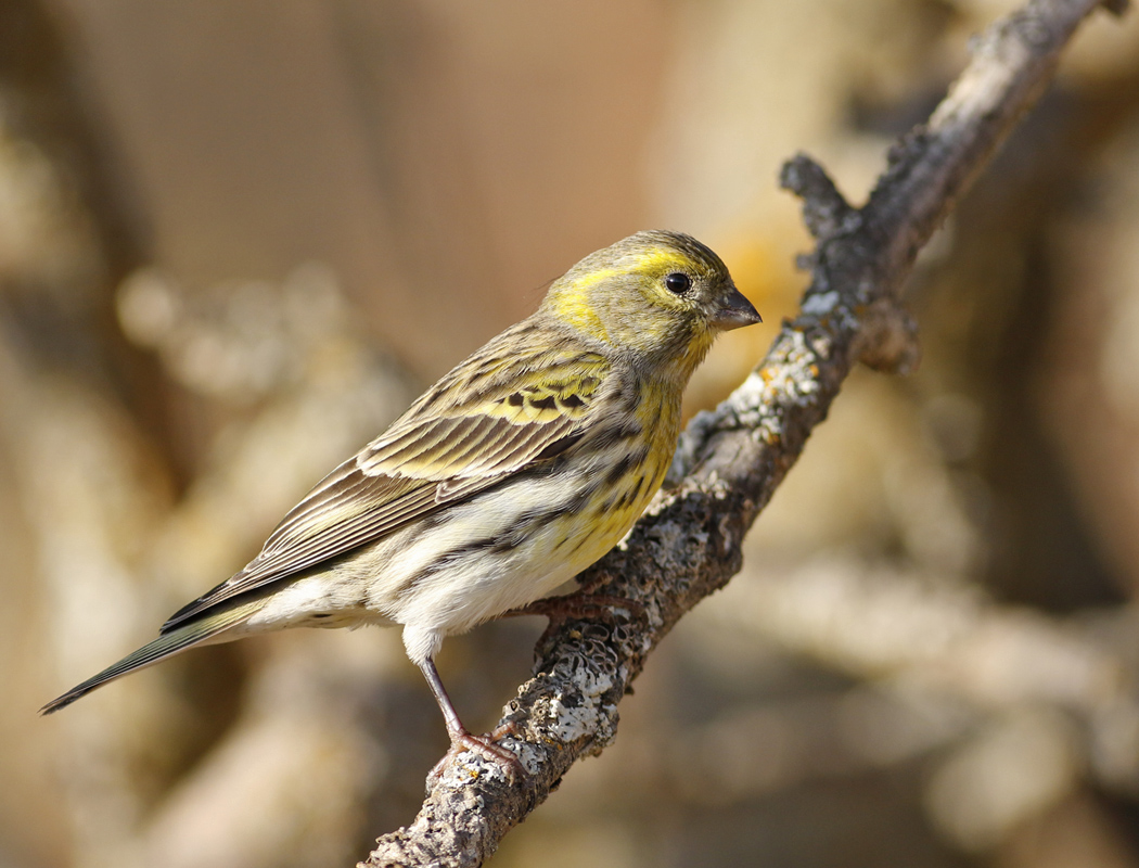 European Serin