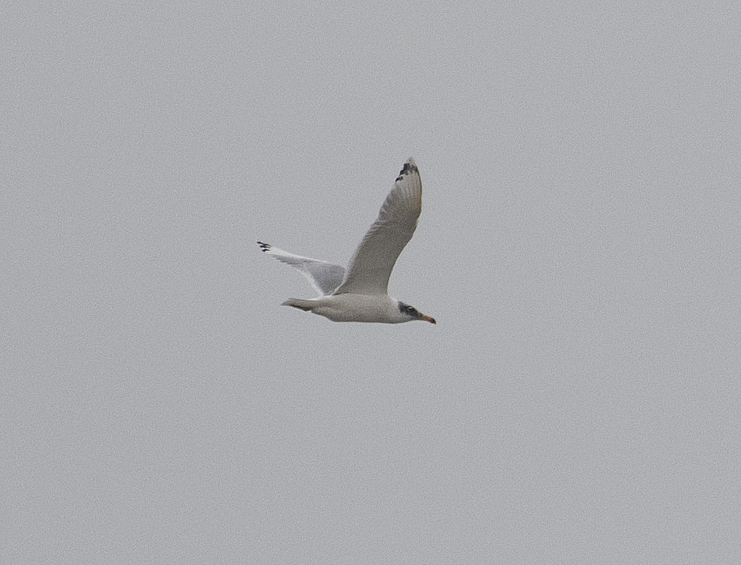 Pallas`s Gull