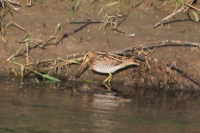 Common Snipe