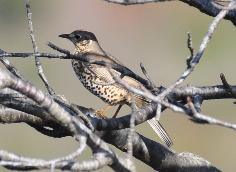 Mistle Thrush