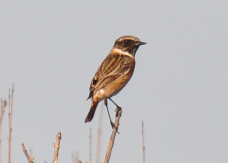 European Stonechat