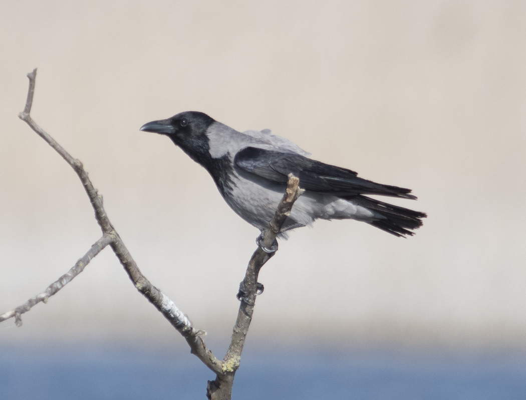 Hooded Crow