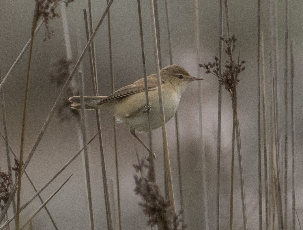 Marsh Warbler