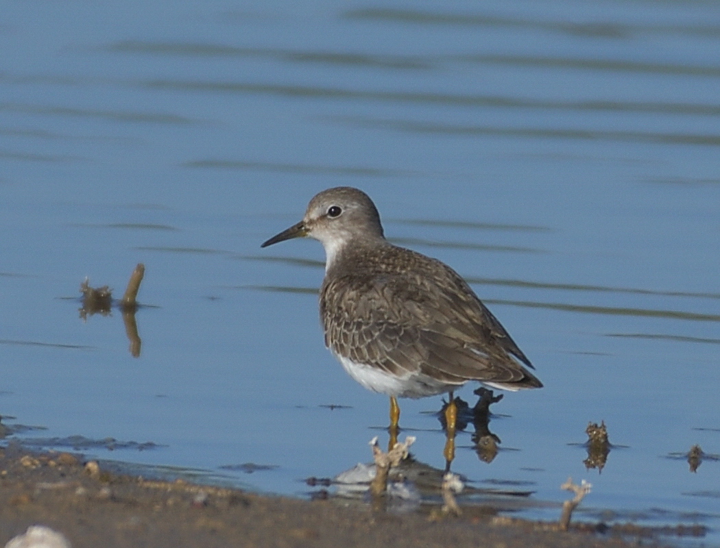 Temminck`s Stint