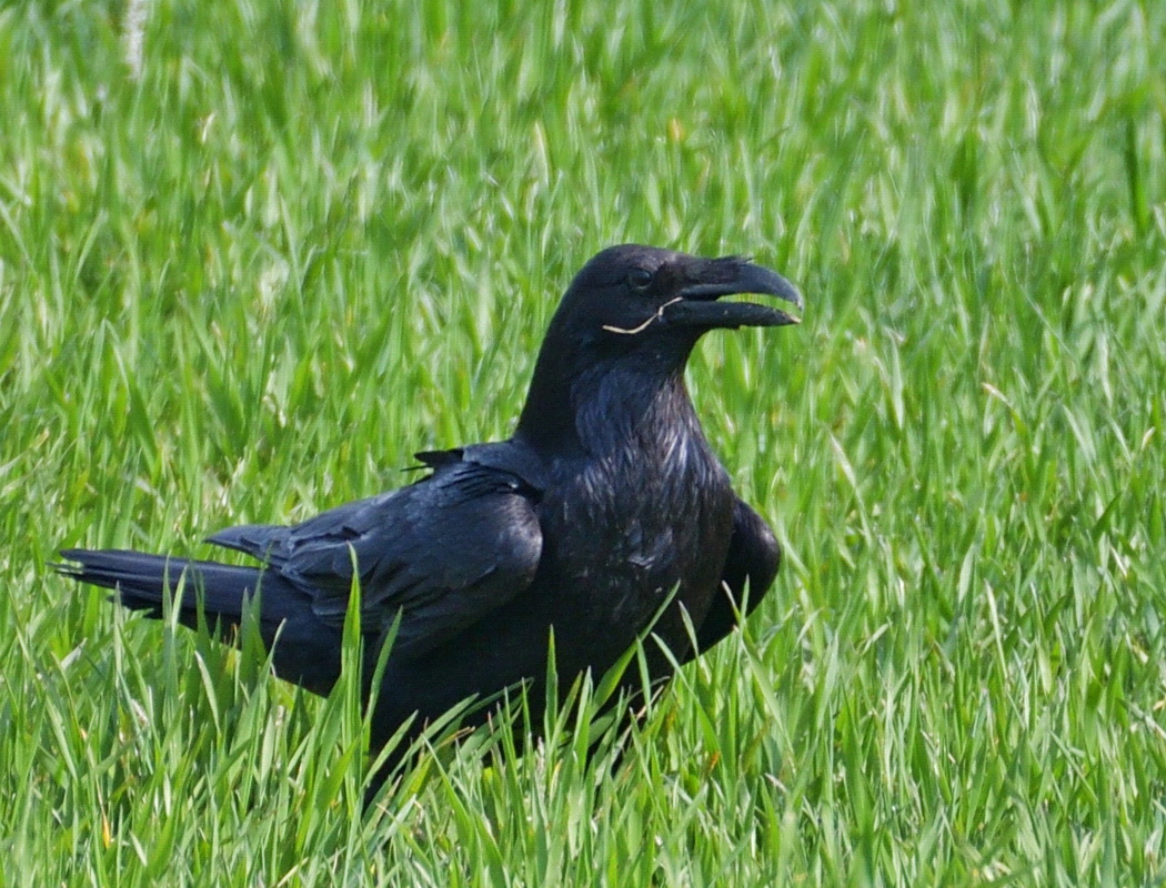 Northern Raven