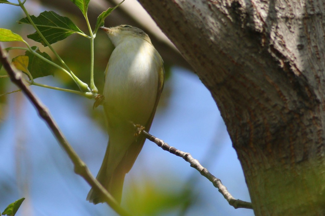 Wood Warbler