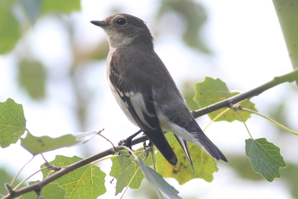 Semicollared Flycatcher