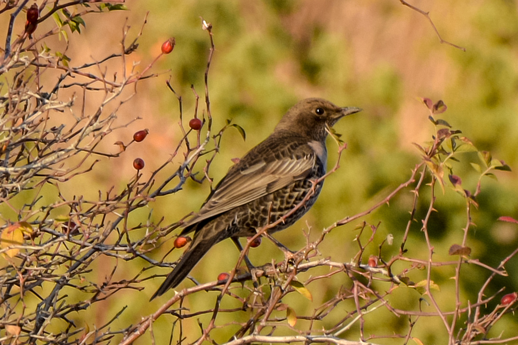 Ring Ouzel