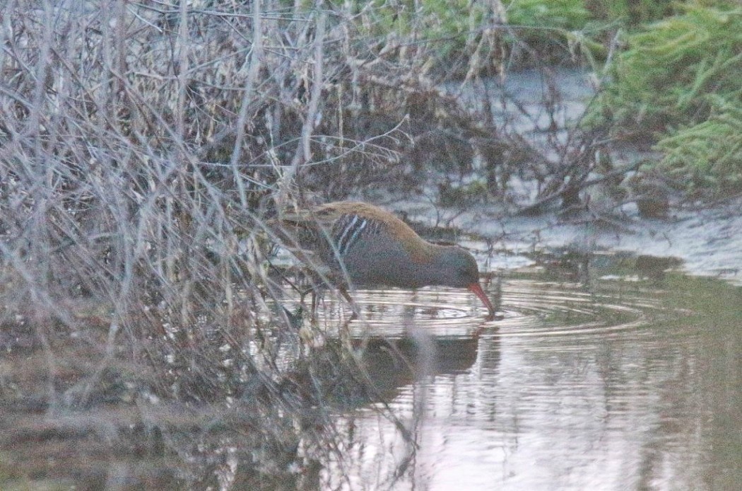 Water Rail