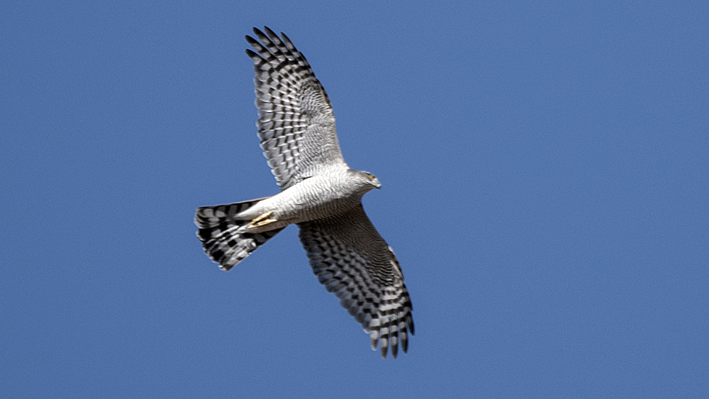 Eurasian Goshawk
