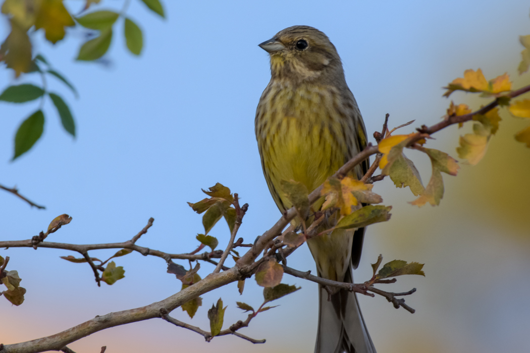 Yellowhammer
