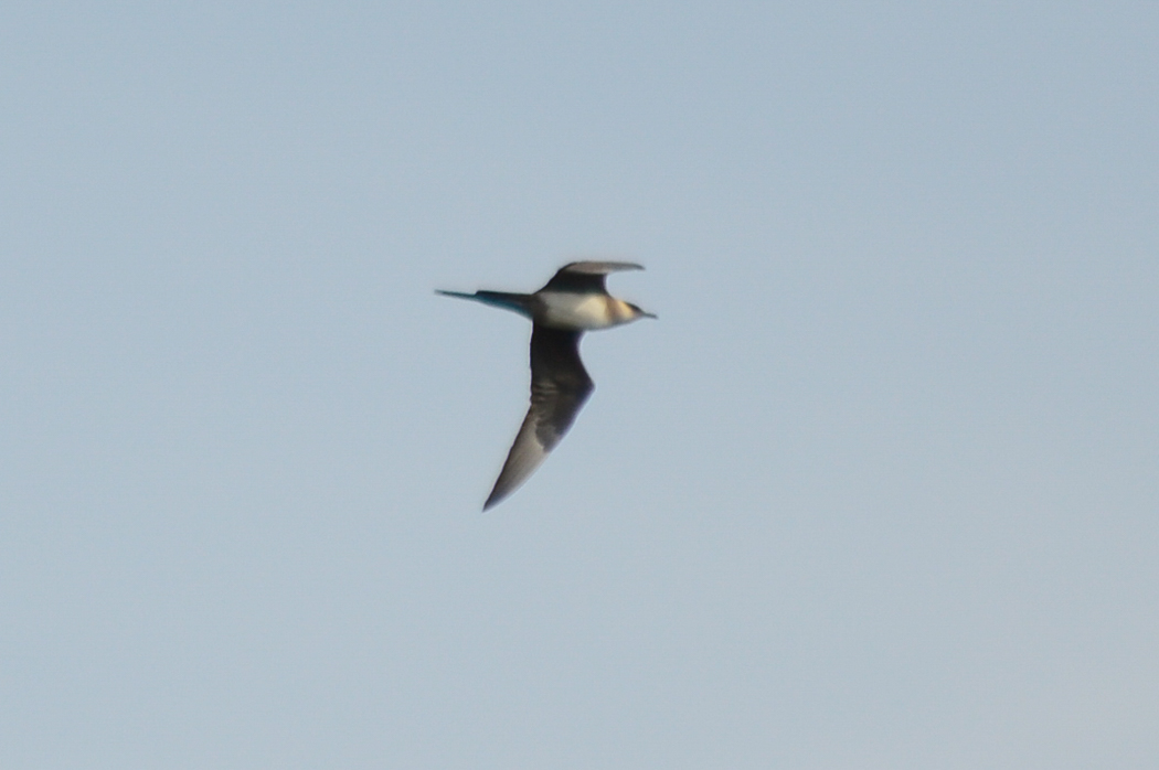 Parasitic Jaeger