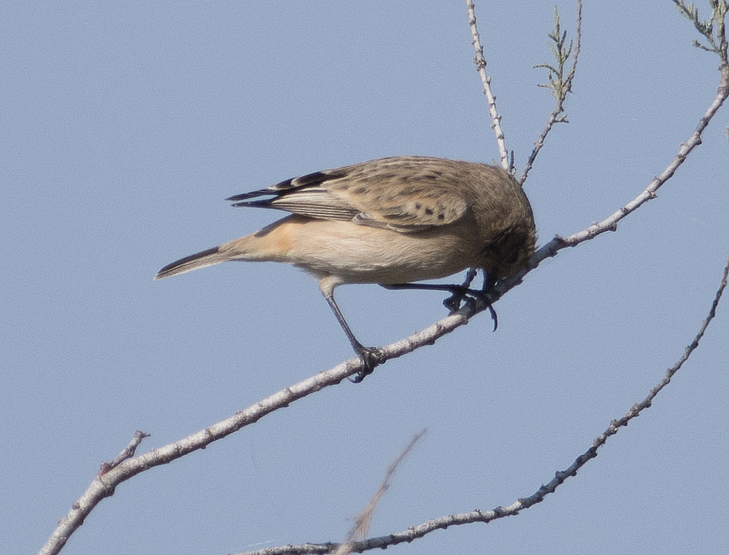 Siberian Stonechat