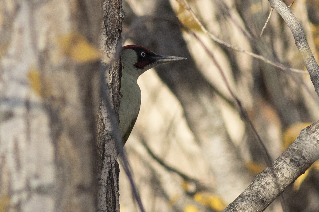 European Green Woodpecker