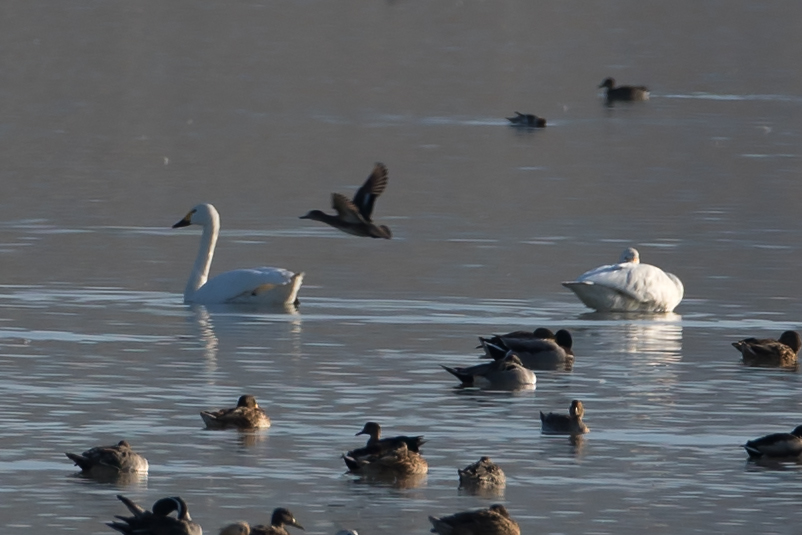 Tundra Swan