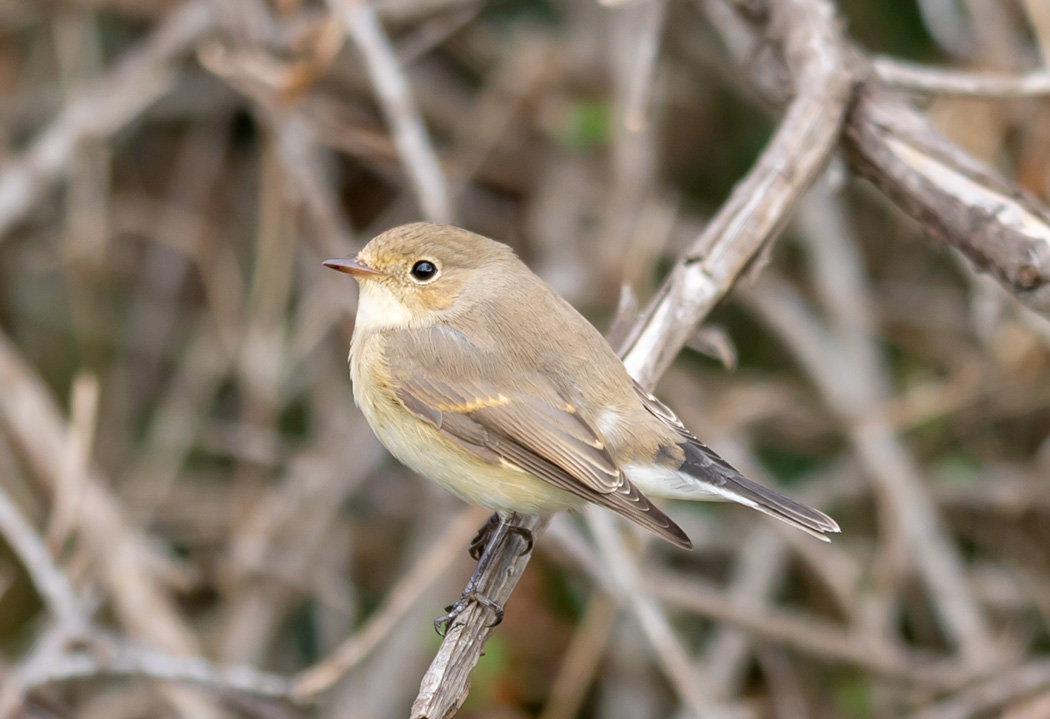 Red-breasted Flycatcher