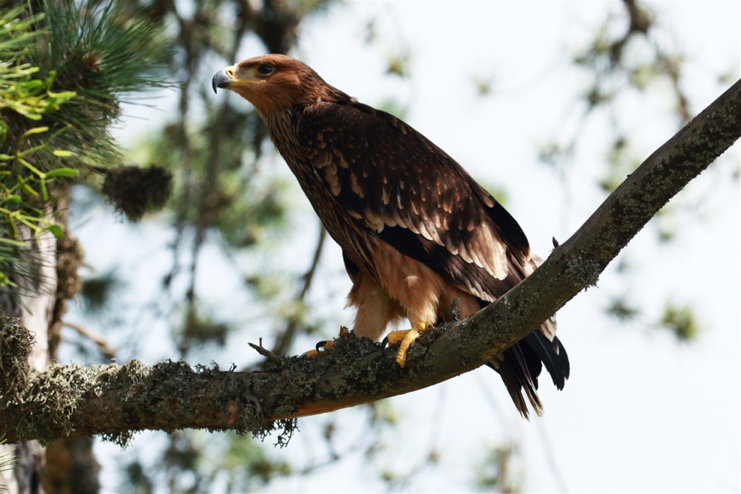 Eastern Imperial Eagle