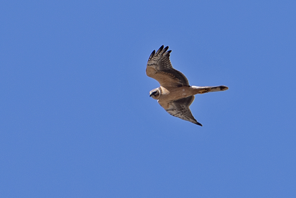 Montagu`s Harrier