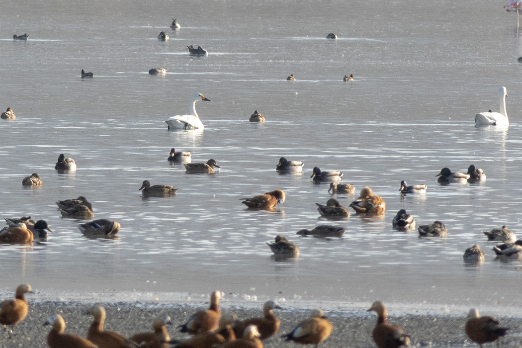 Tundra Swan