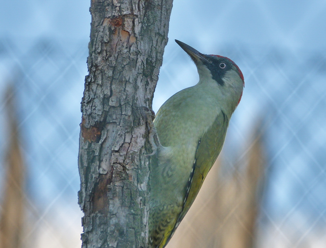 European Green Woodpecker