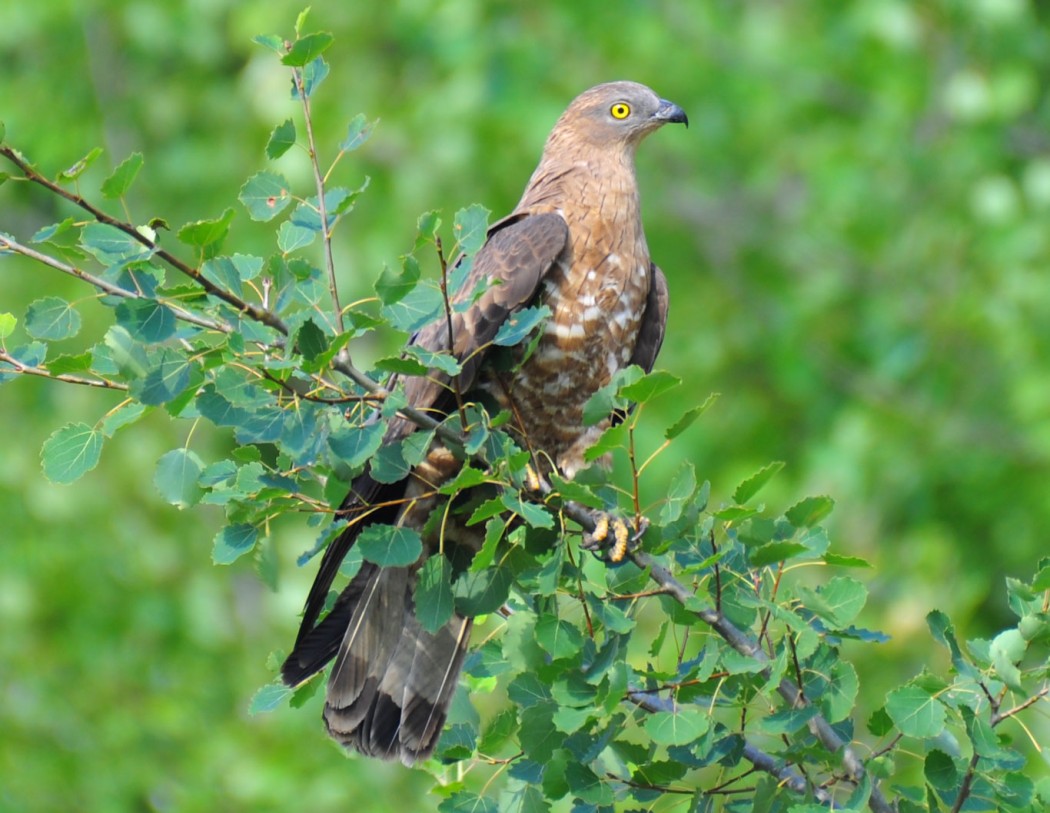 European Honey Buzzard