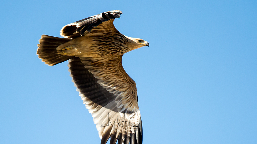 Eastern Imperial Eagle