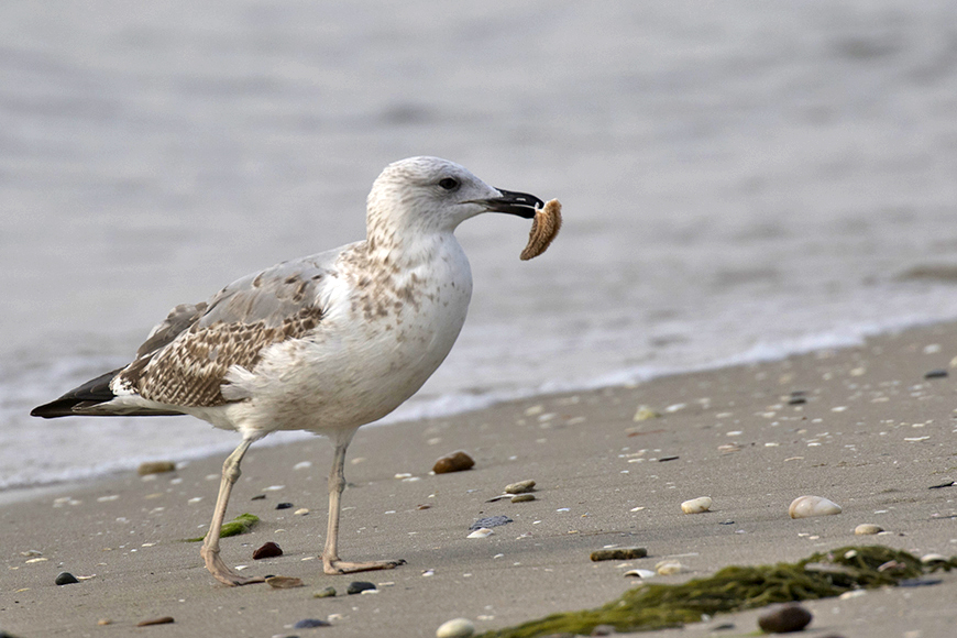 Caspian Gull