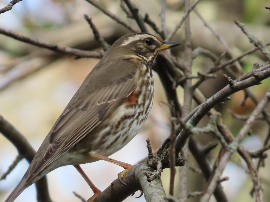 Redwing