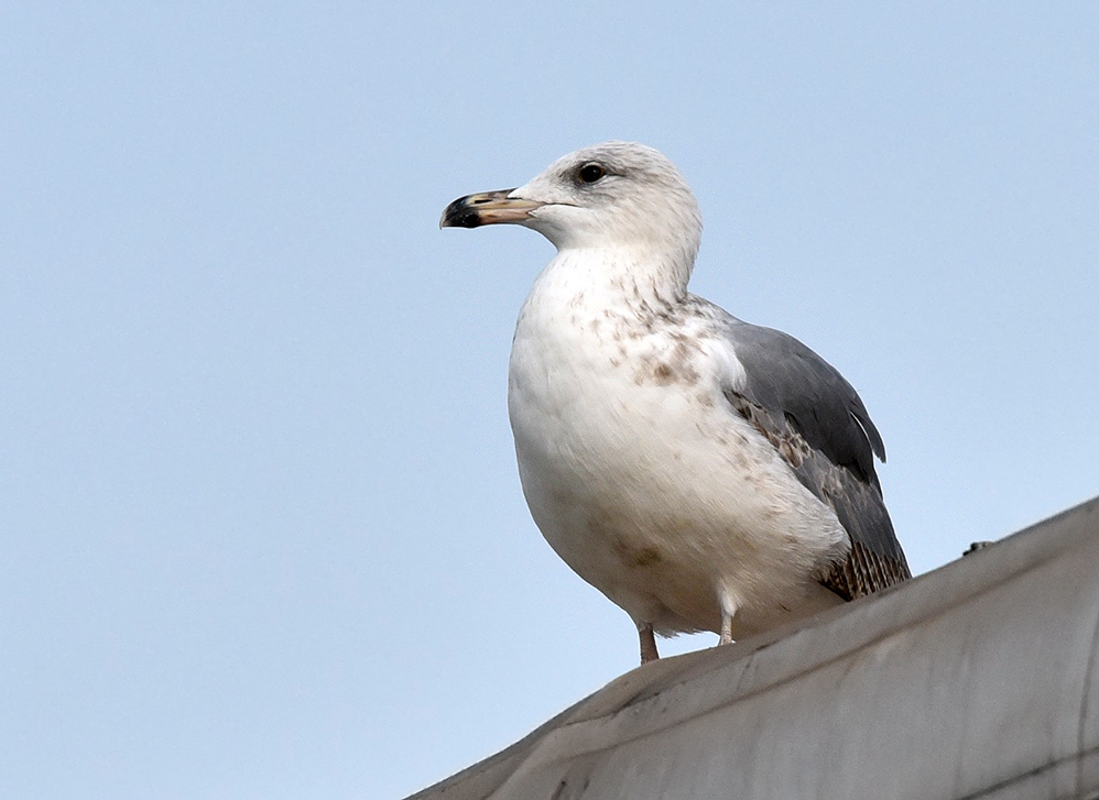 Caspian Gull