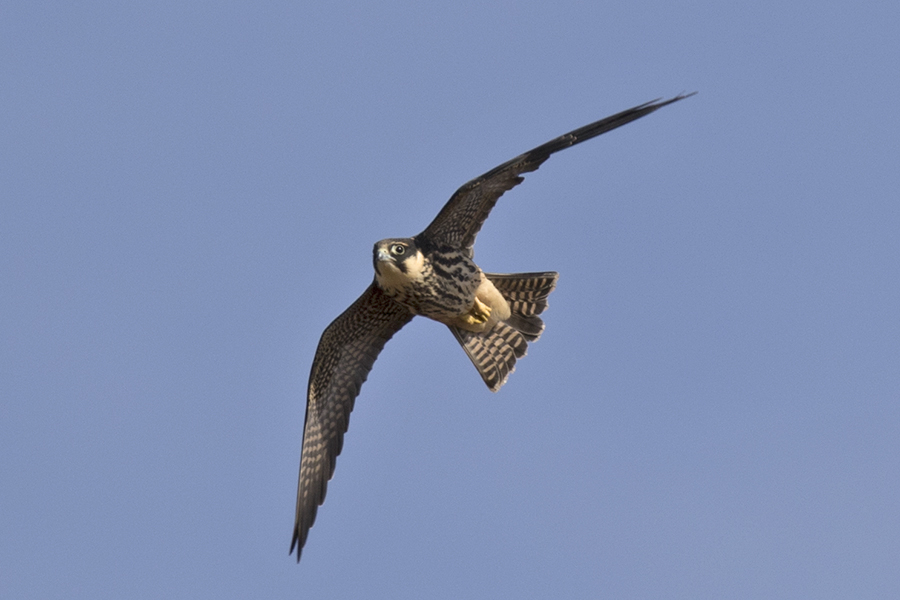 Eleonora`s Falcon