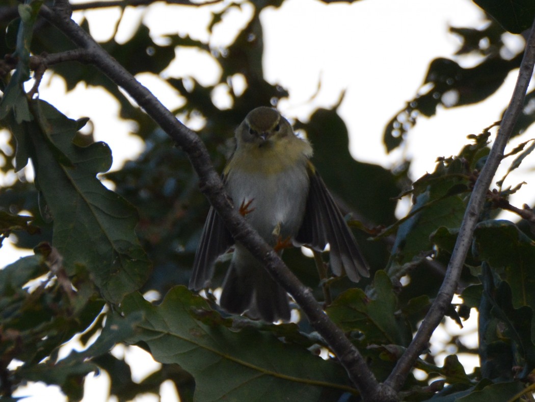 Wood Warbler