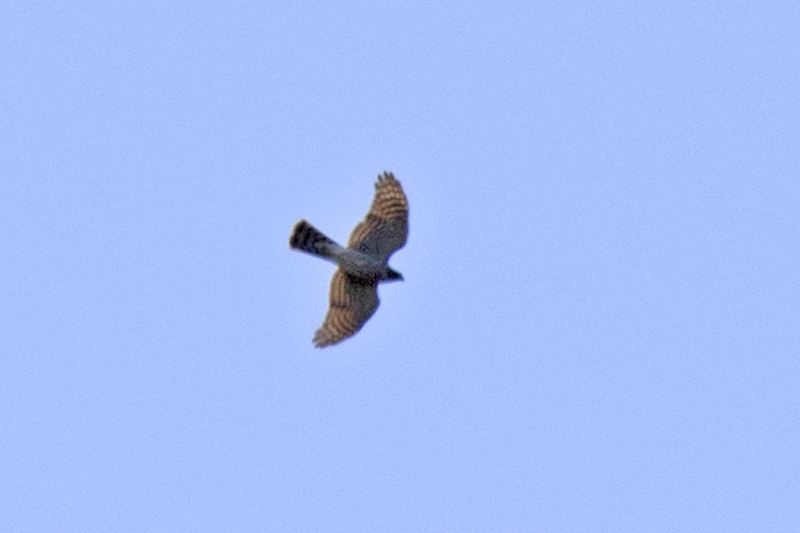 Eurasian Goshawk