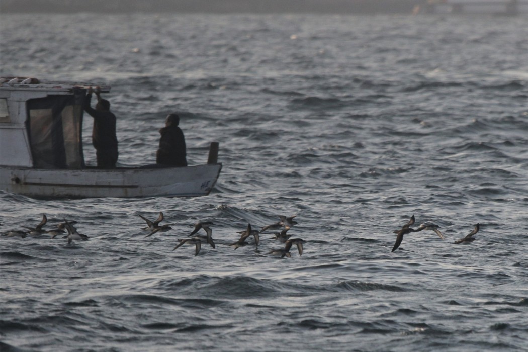 Yelkouan Shearwater