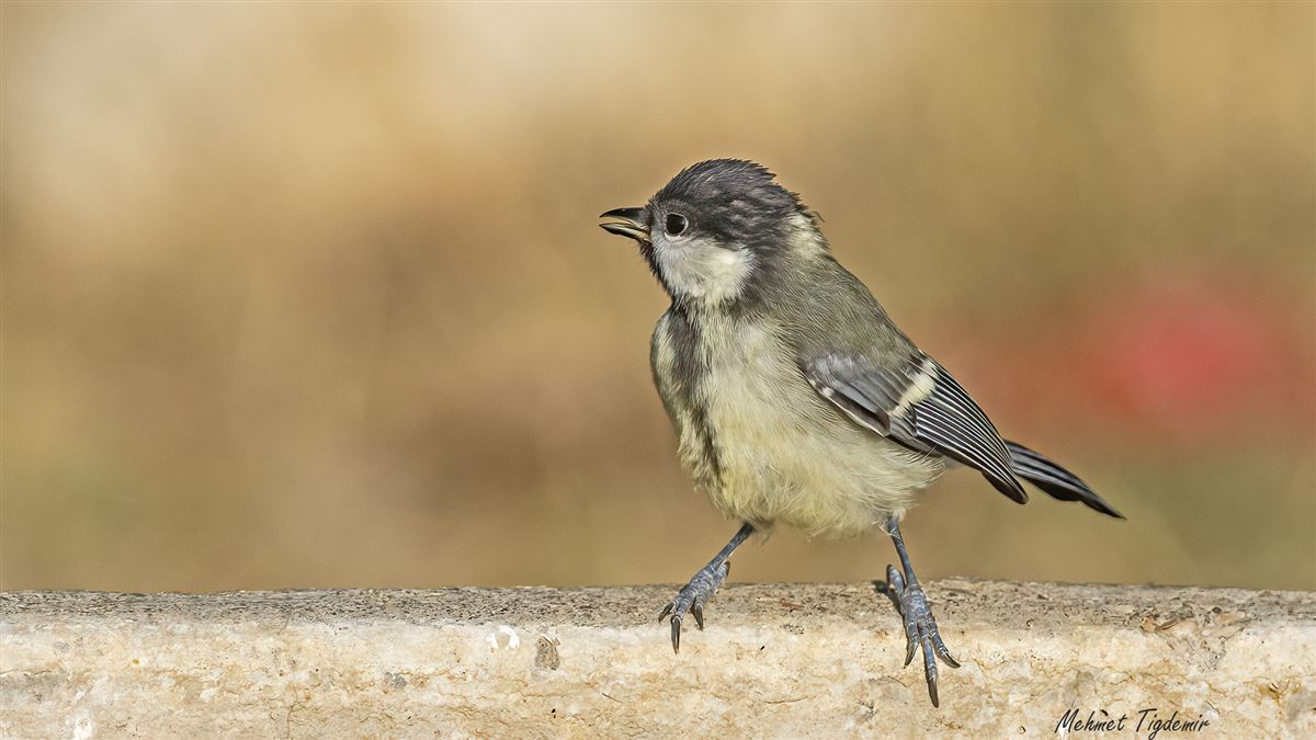 Great Tit