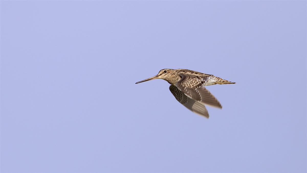 Sibirya Suçulluğu
